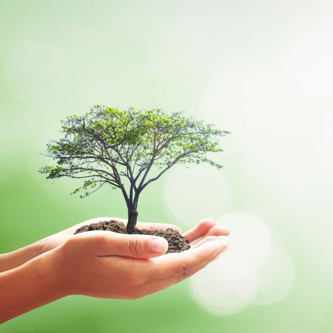 A person holding a tree in their hands.